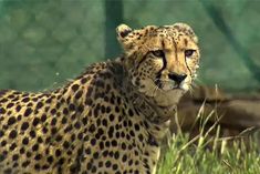 the wait is over 12 leopards will come to india today from this country