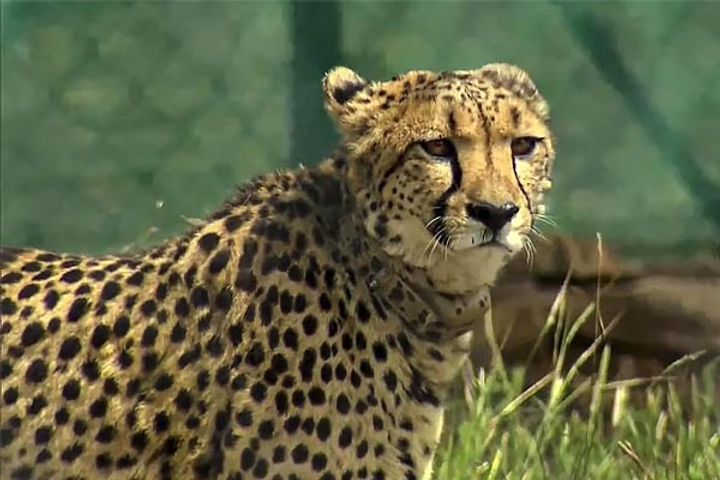 the wait is over 12 leopards will come to india today from this country