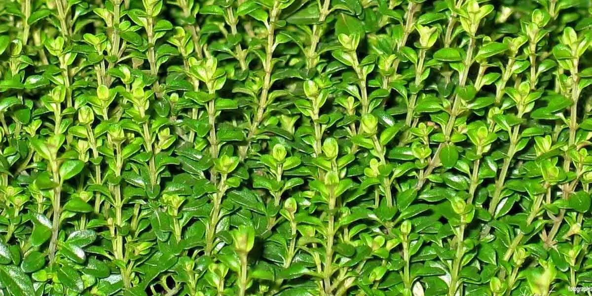 thyme