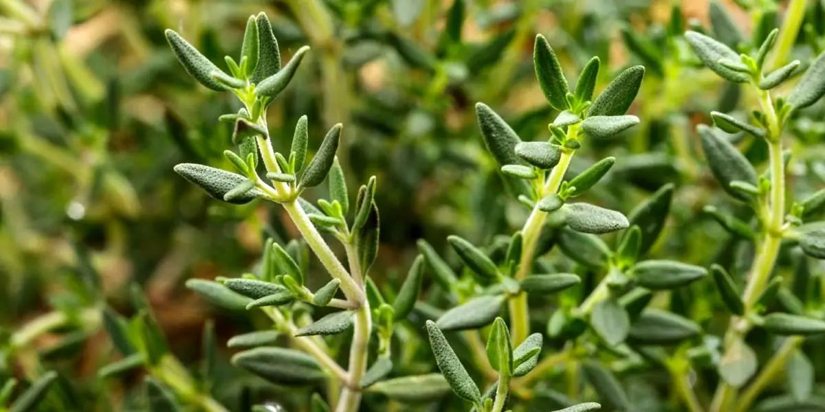 thyme