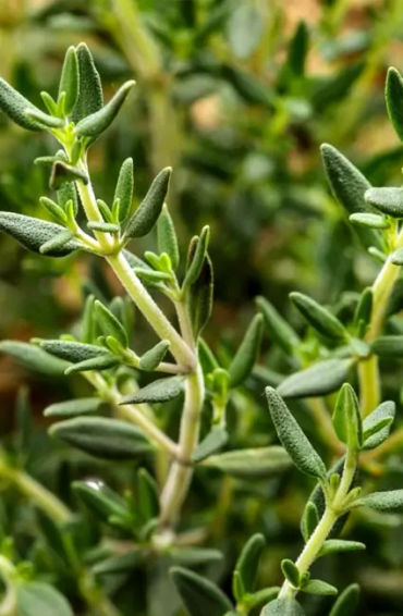 thyme