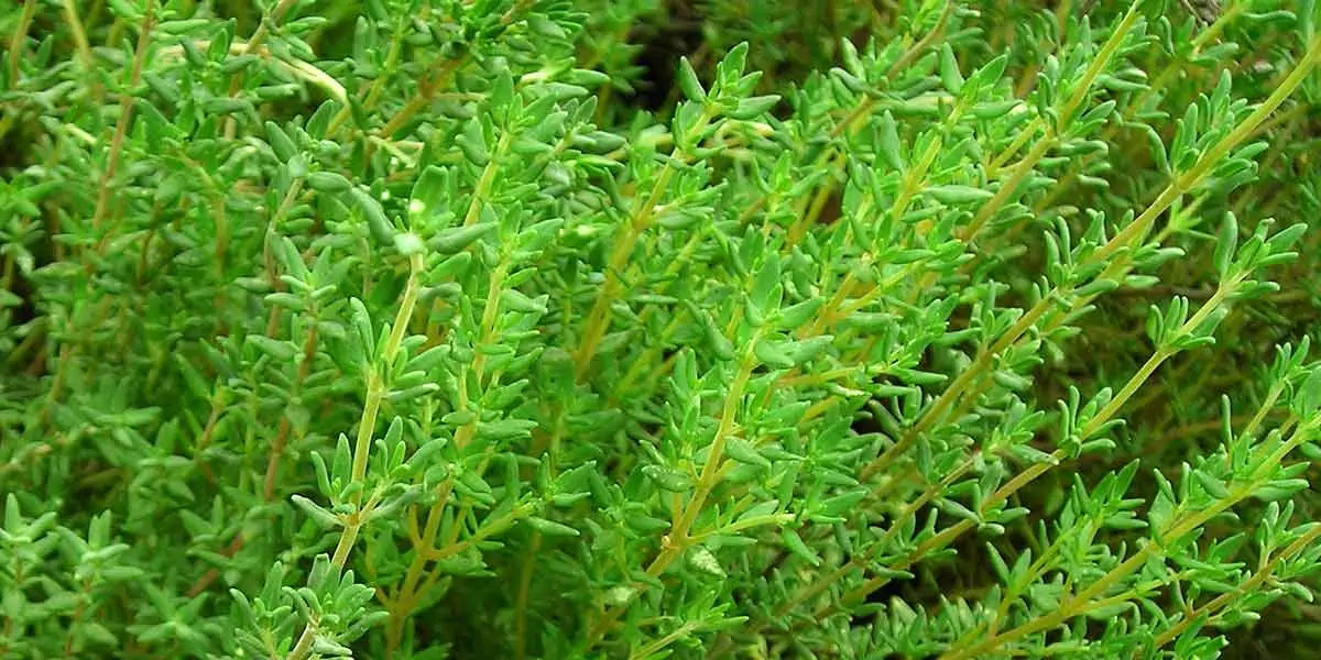 thyme