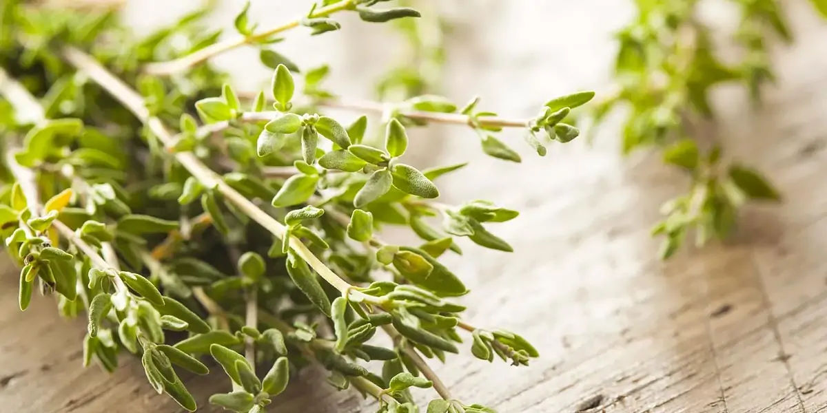 Thyme
