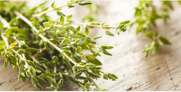 Thyme