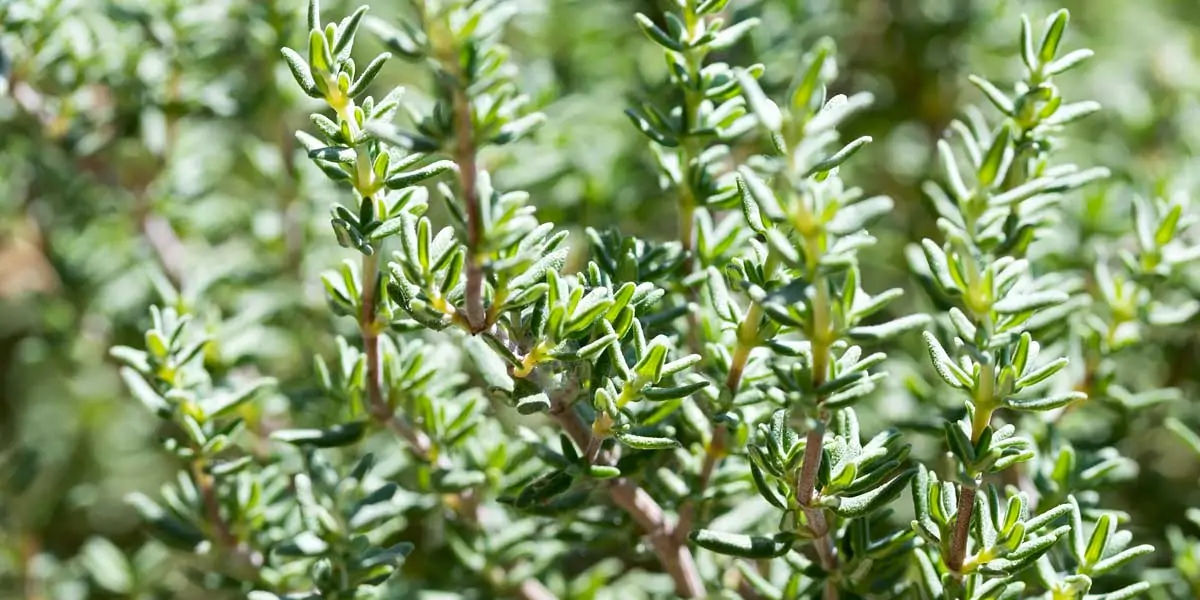thyme