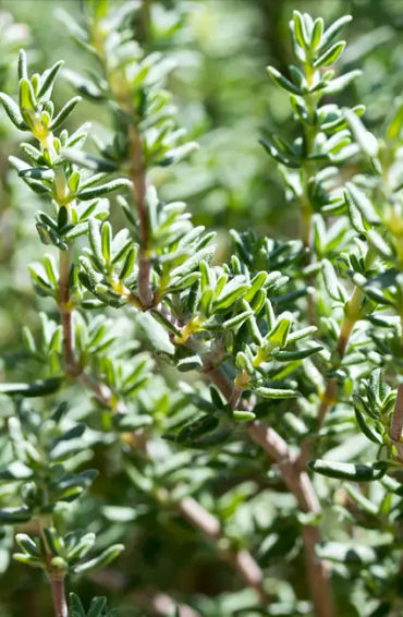 thyme