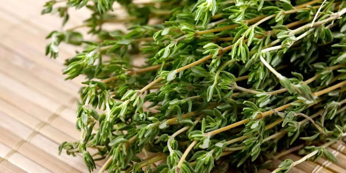 thyme