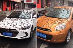insects rain from the sky in china video viral