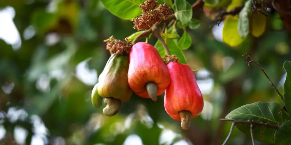 cashew trees