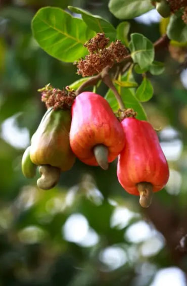 cashew trees