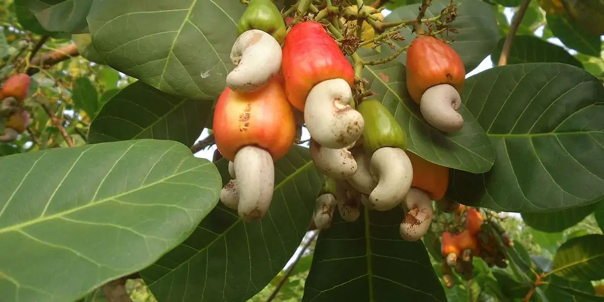 cashew seeds