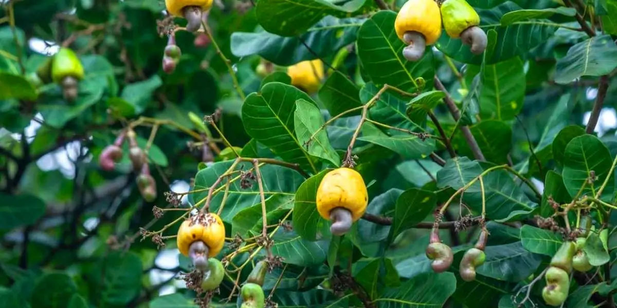 cashew seeds
