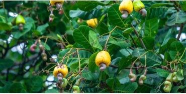 cashew seeds