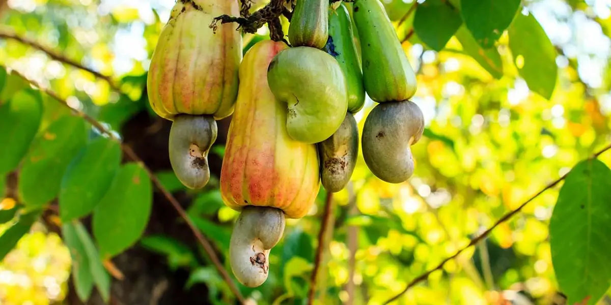 cashew seeds