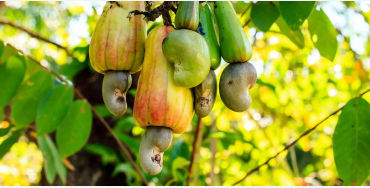 cashew seeds