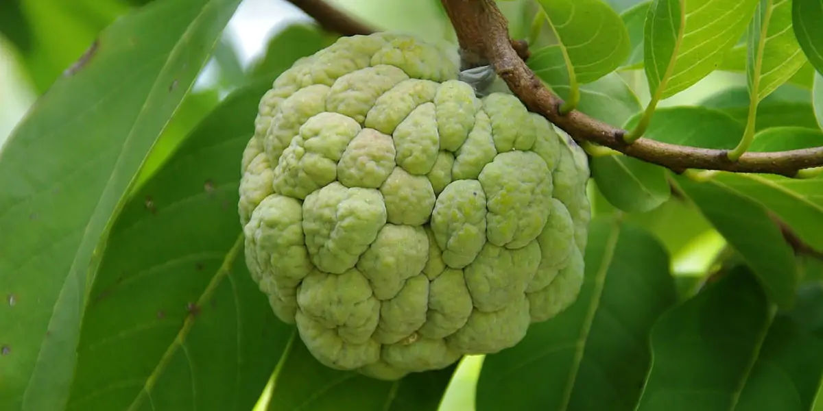 Custard apple