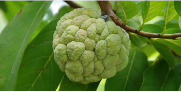Custard apple