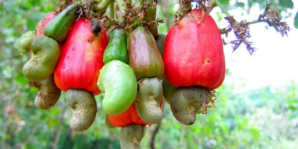 custard apple