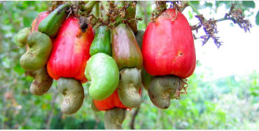 custard apple