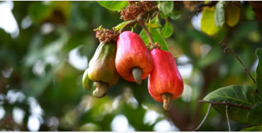 cashew seeds