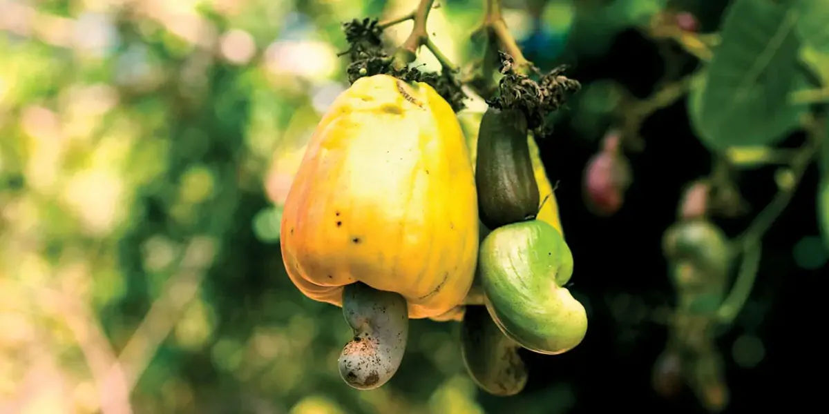 cashew seeds