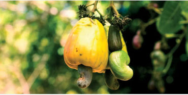 cashew seeds