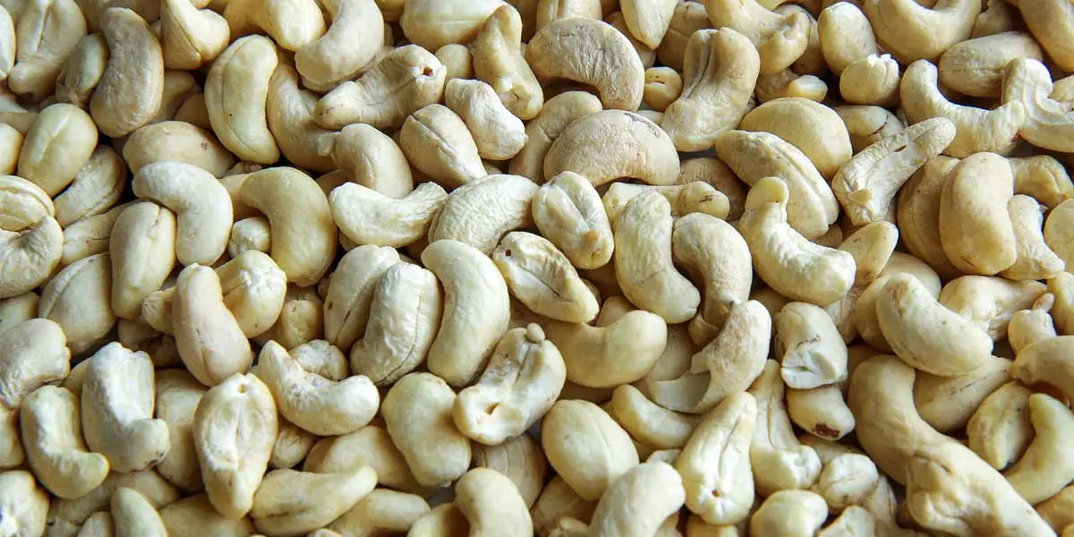 cashew seeds