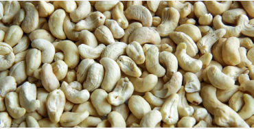 cashew seeds