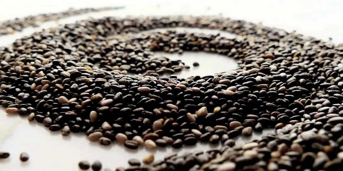 chia seed