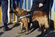 California Law Bans Police Dog Squads in Arrests and Crowd Control