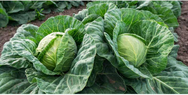 vitamin, green leafy, broccoli, kale, spinach