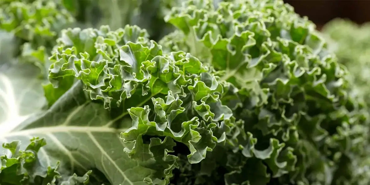 vitamin, green leafy, broccoli, kale, spinach