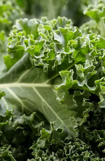 vitamin, green leafy, broccoli, kale, spinach