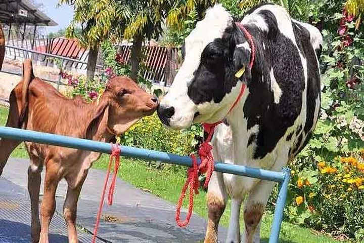 worlds first cloned cow of gir breed born in india milk production will increase
