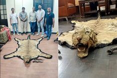 Royal Bengal tiger skin and black buck horns recovered on Indo Bangladesh border