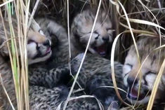 Siaya, a female cheetah from Namibia, gave birth to four cubs