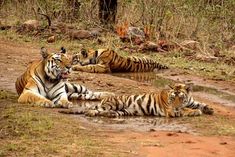 railway tracks will be shifted from palamu tiger reserve