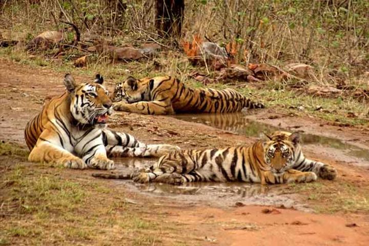 railway tracks will be shifted from palamu tiger reserve