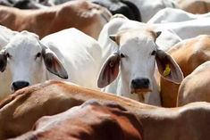 claim cow urine is not good for humans extremely harmful bacteria are present