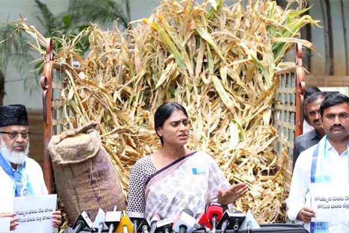 sharmila sent a truck full of damaged crops to kcr