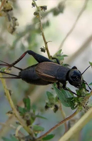 summer, summer season, summer carnival