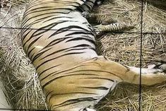Tiger cub born after 18 years in Delhi zoo