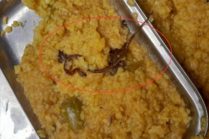 there was a snake in the midday meal more than 100 children ate the food there was a stir among the 