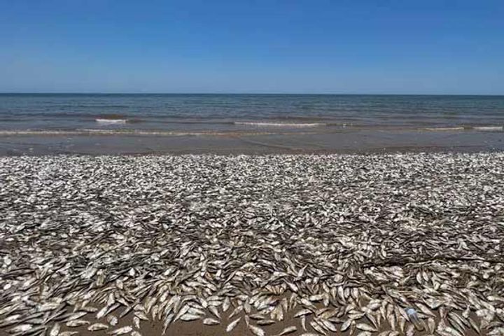millions of fish found dead on the seashore in america