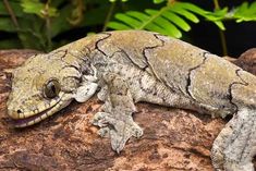 night flying lizard found in mizoram