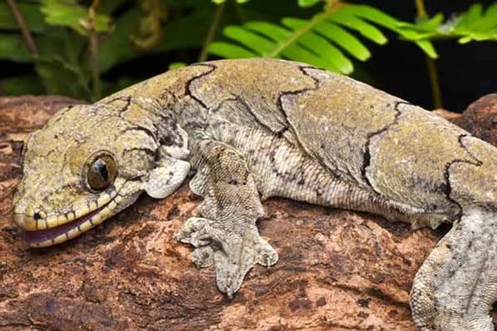 night flying lizard found in mizoram