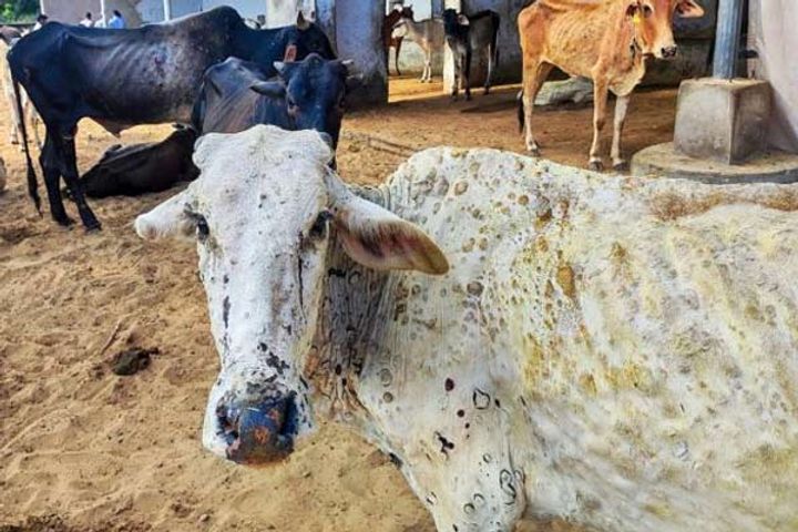 lumpy virus wreaks havoc in meghalaya hundreds of cows die