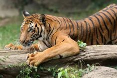 95 tigers died in just six months in india