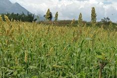 wheat crop will be reduced by 10 percent by 2050 due to heat of summer