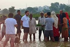 rahul gandhi transplanted paddy with the farmers